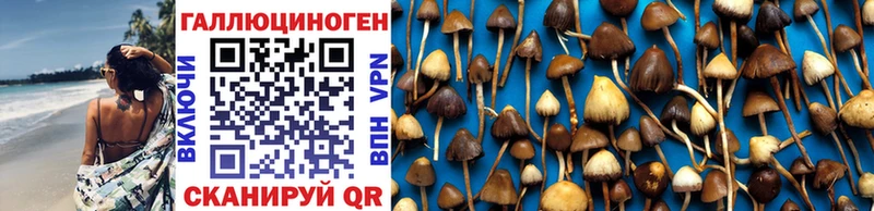 мега как войти  Фролово  Псилоцибиновые грибы мицелий  как найти  
